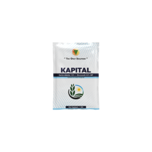 KAPITAL